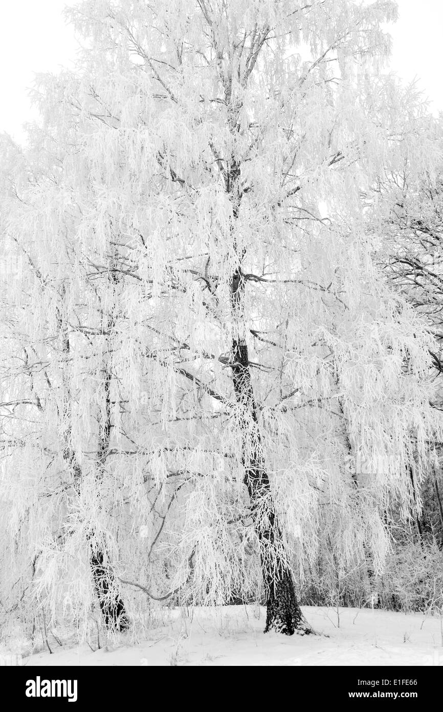 Black and white winter forest landscape with white snowy trees Stock ...