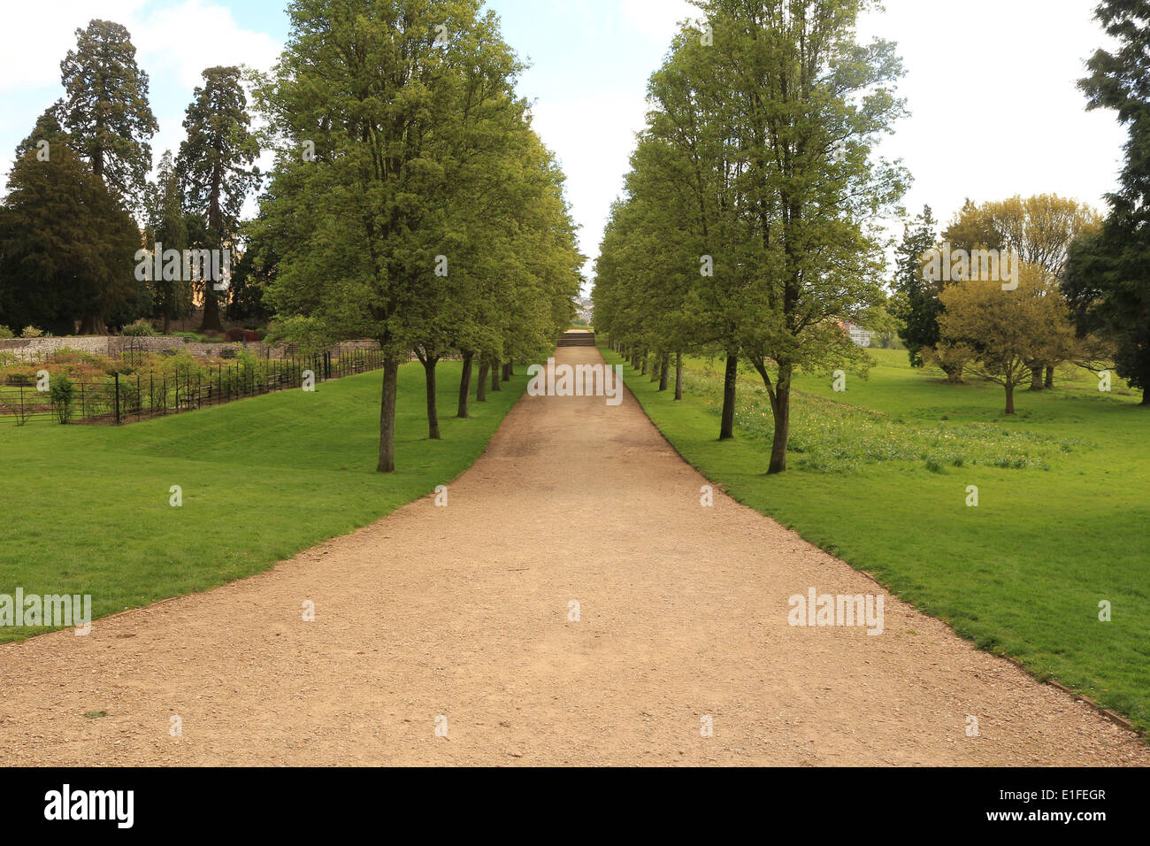 lime tree avenue Stock Photo 69796855 Alamy