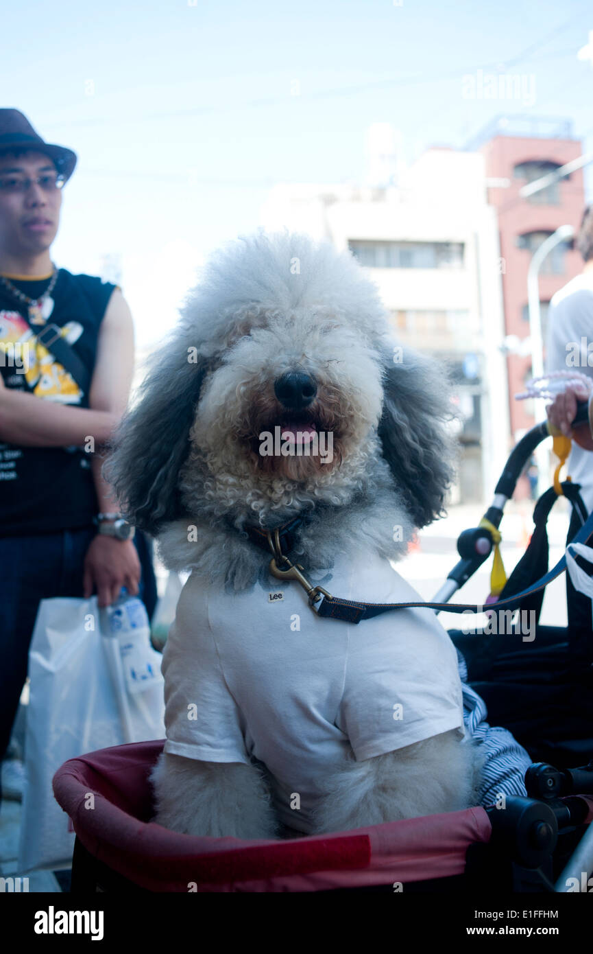 Tokyo Japan 2014  - Big barbet dog Stock Photo