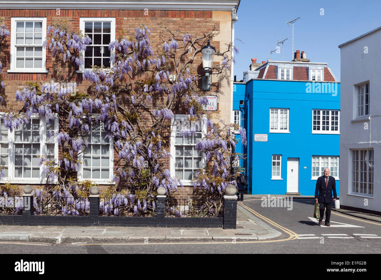 Wisteria covers a house at Godfrey Street, Chelsea, London, SW3, United