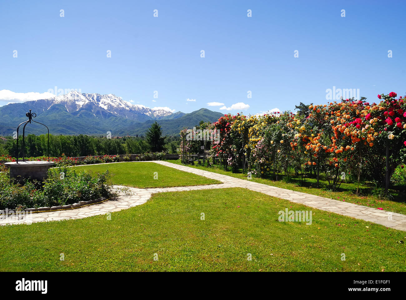 Cuneo, Piedmont. Santuario Madonna degli Angeli, (Sanctuary of Our Lady of the Angels). The garden with colorful rose bushes. Stock Photo