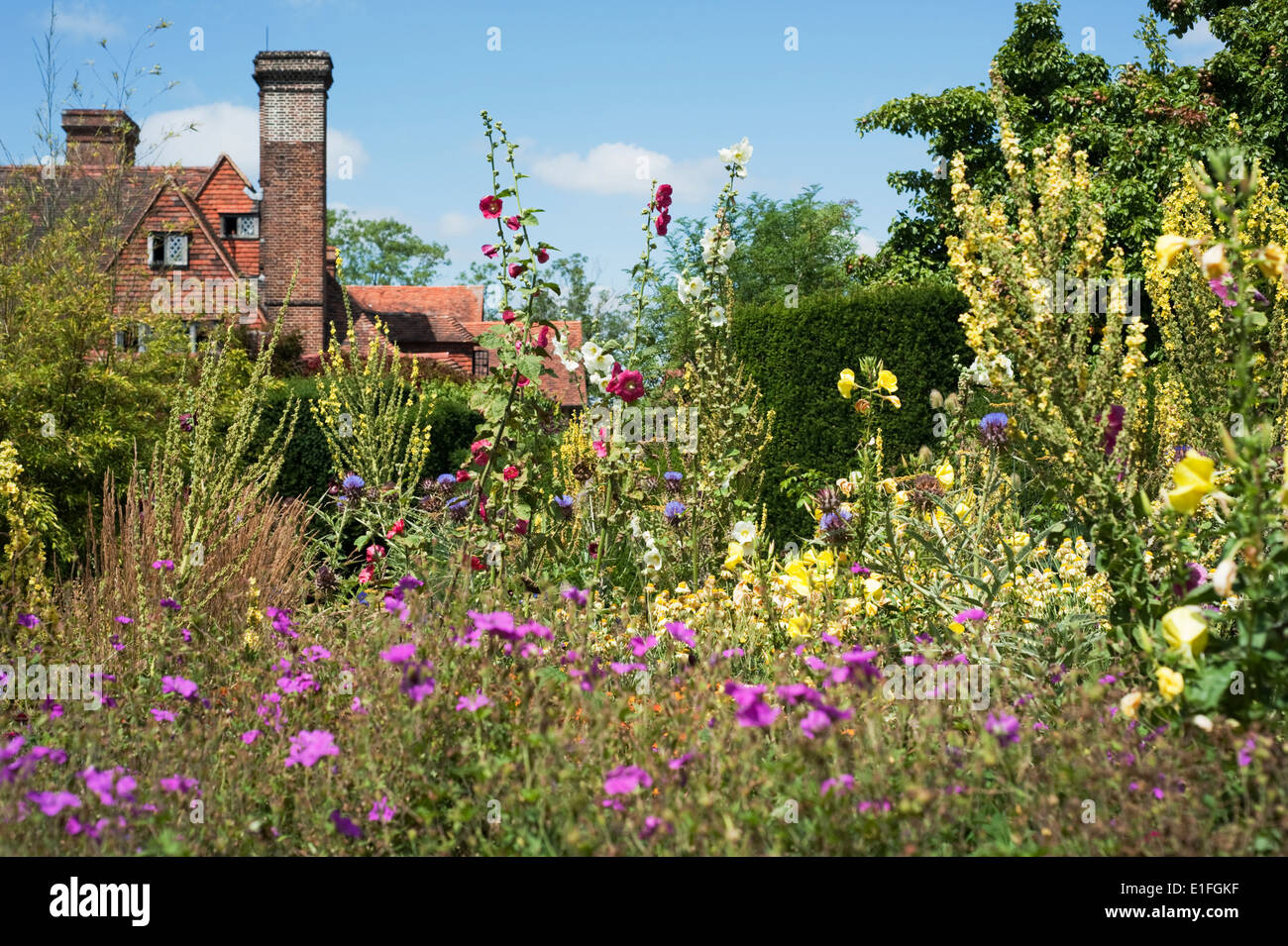 Hollyhocks and Verbascum olympicum in the gardens at Great Dixter in Northiam, East Sussex, England, UK. Stock Photo