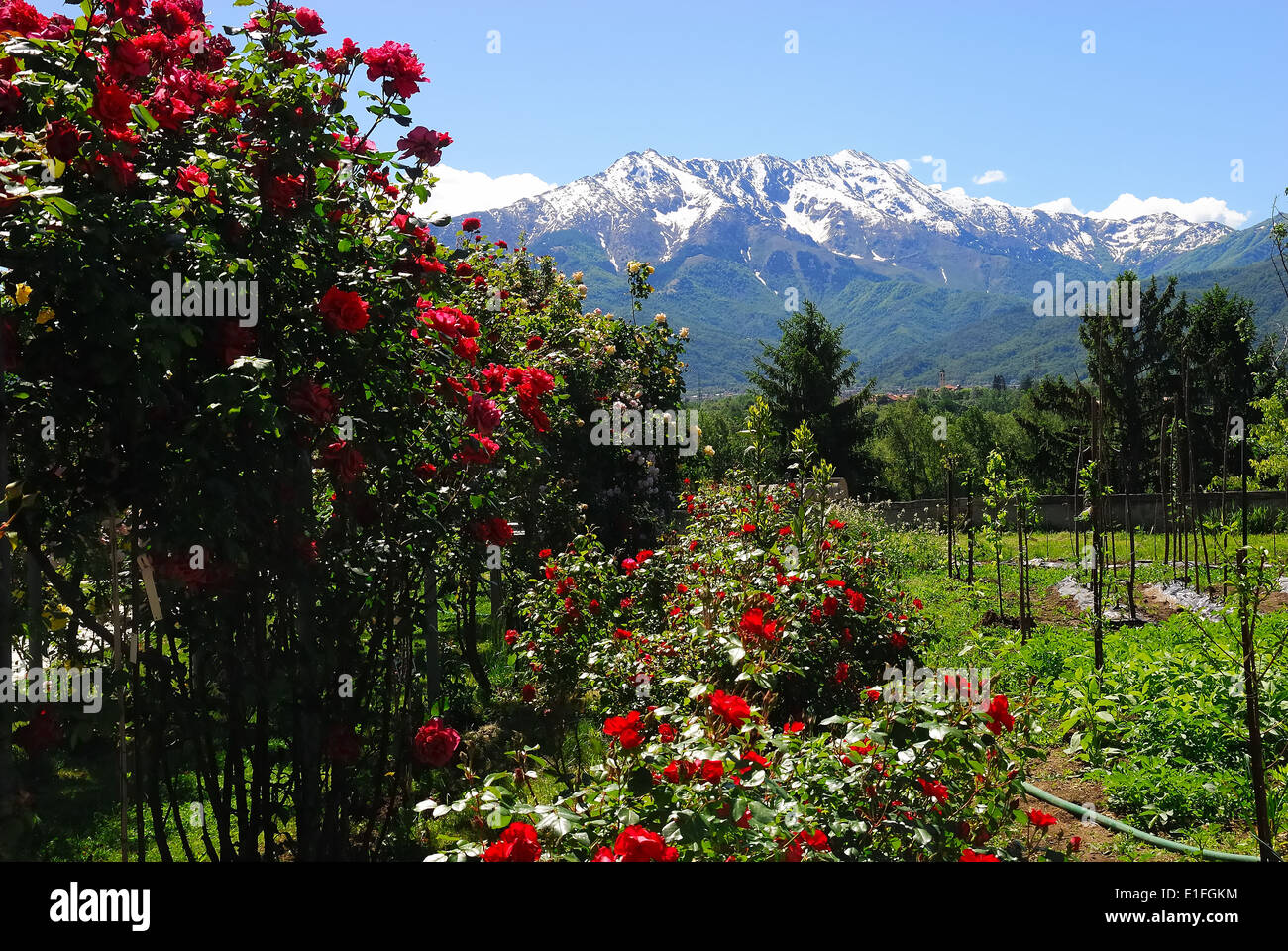 Cuneo, Piedmont. Santuario Madonna degli Angeli, (Sanctuary of Our Lady of the Angels). The garden with colorful rose bushes. Stock Photo