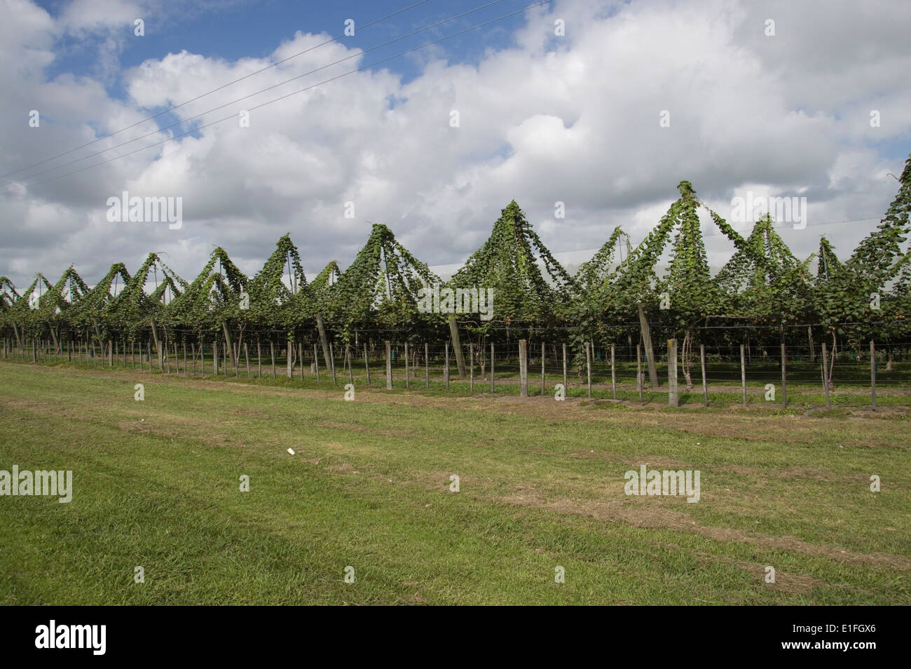 Kiwi Fruit growing in New Zealand Stock Photo Alamy