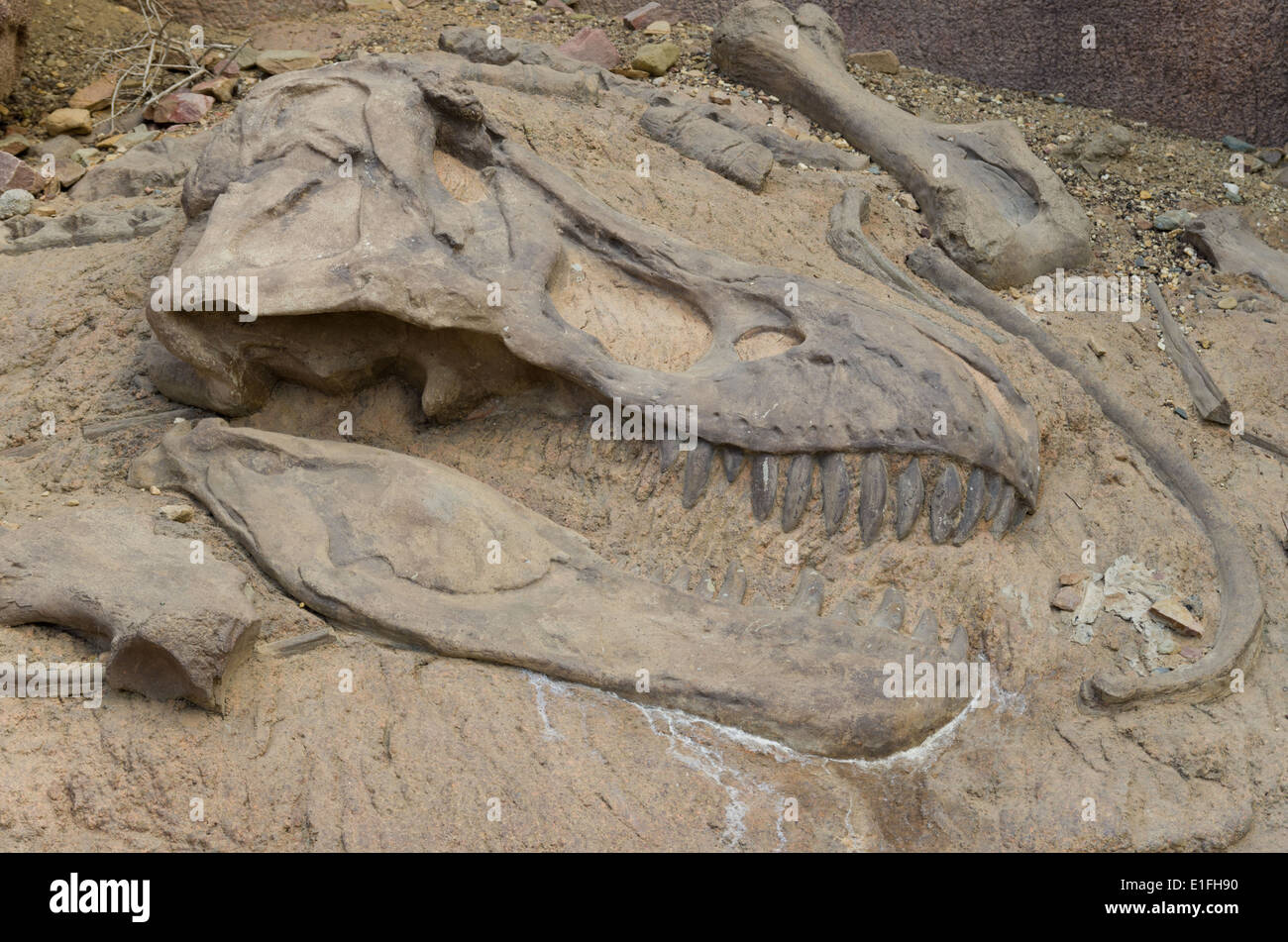 head of a dinosaur fossil Stock Photo
