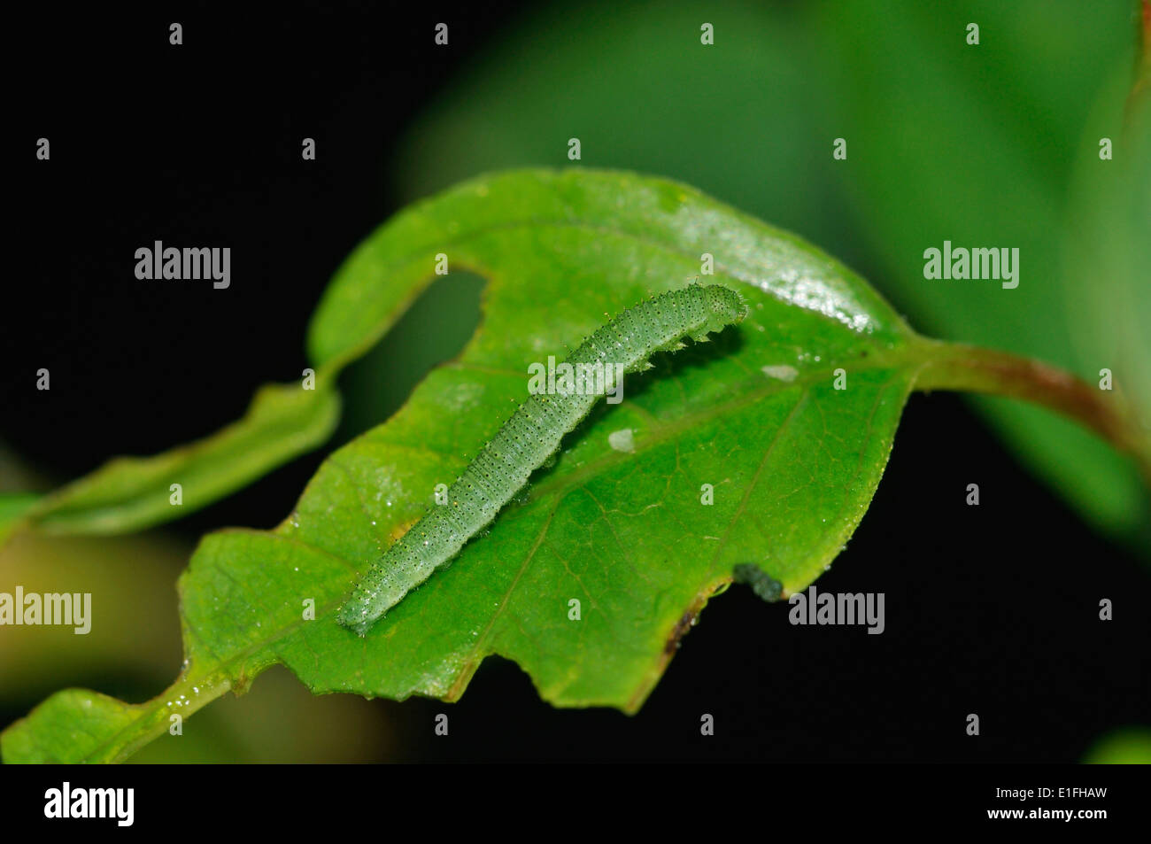 Brimstone Butterfly - Gonepteryx rhamni Caterpillar on Buckthorn leaf - Rhamnus catharticus Stock Photo