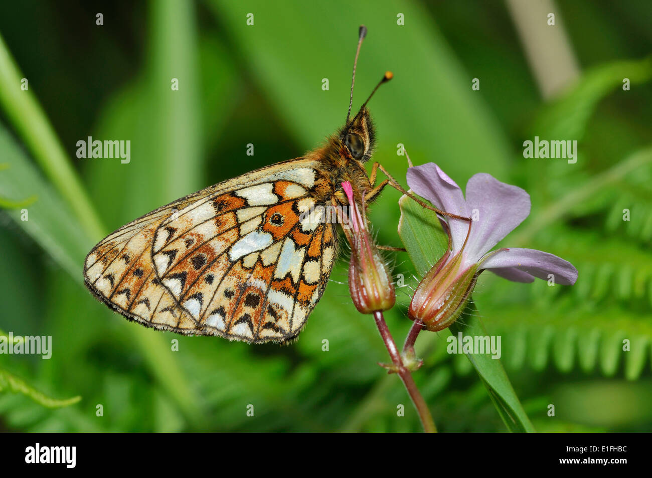 Small Pearl-border Fritillary Butterfly - Boloria selene Underside, on Herb-robert Flower - Geranium robertianum Stock Photo