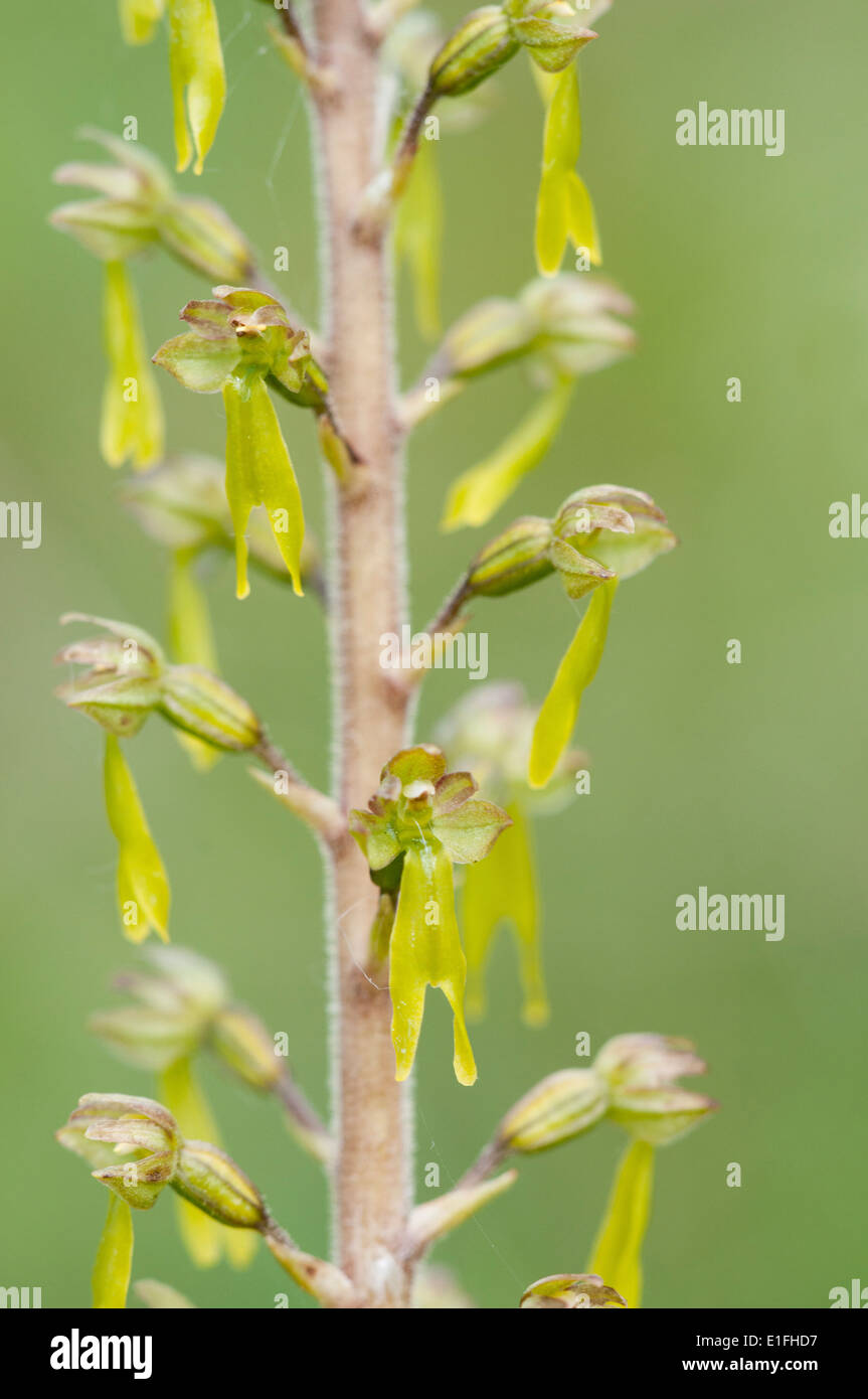 Common twayblade (Listera ovata), flower spike Stock Photo