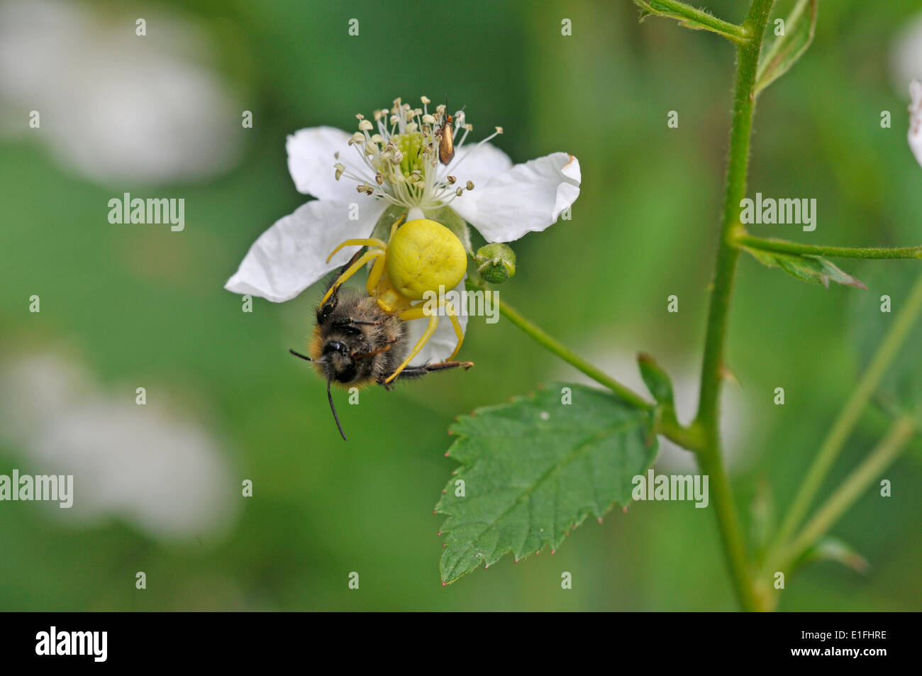 Crab spider (Misumena vatia). An ambush predator, laying in wait on a bramble flower, this one has caught a bee. Stock Photo
