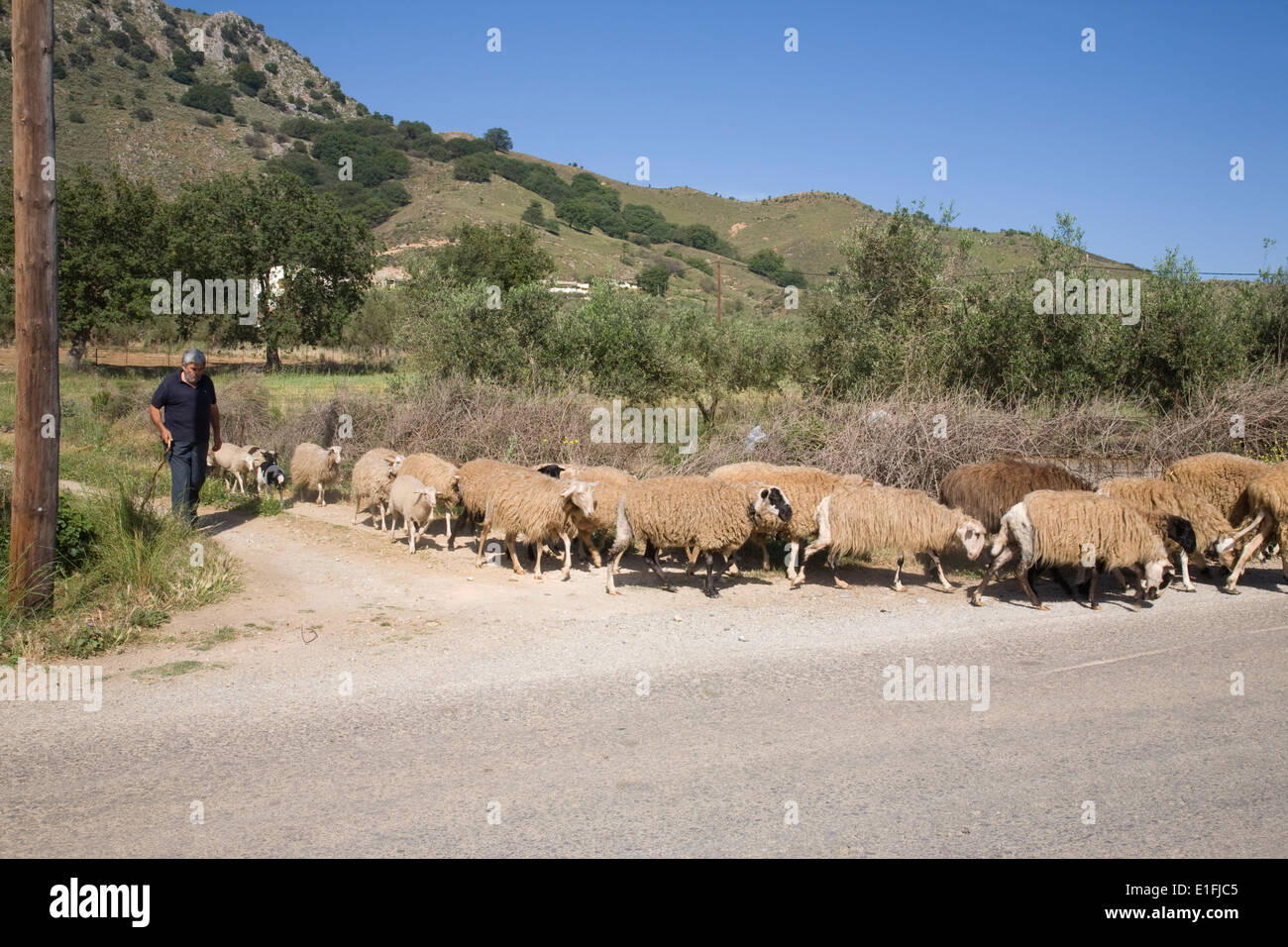 A sheep farmer moving his sheep down the road near Georgioupoli, Crete. Stock Photo