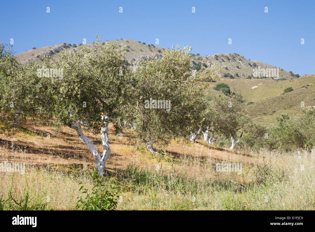 Olive trees growing on the hillside near Georgioupoli, Crete. Stock Photo