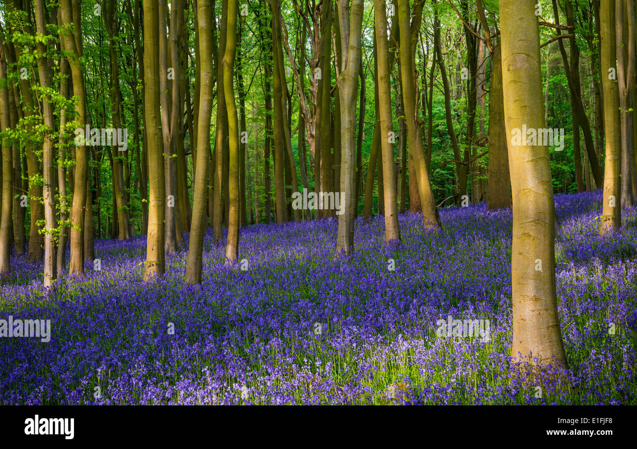 Ancient bluebell woods in Oxfordshire Stock Photo