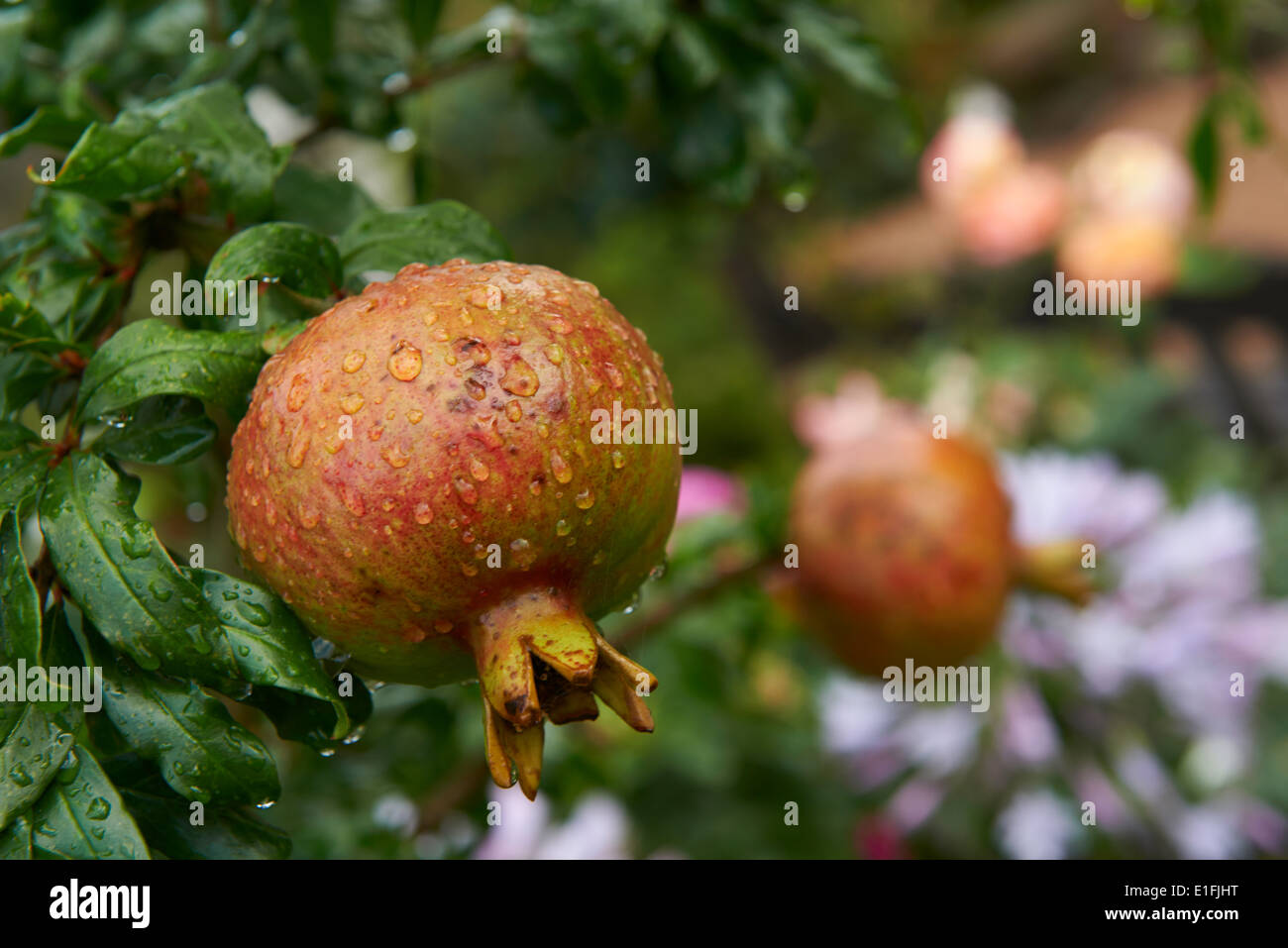 pomegranate Punica granatum Stock Photo