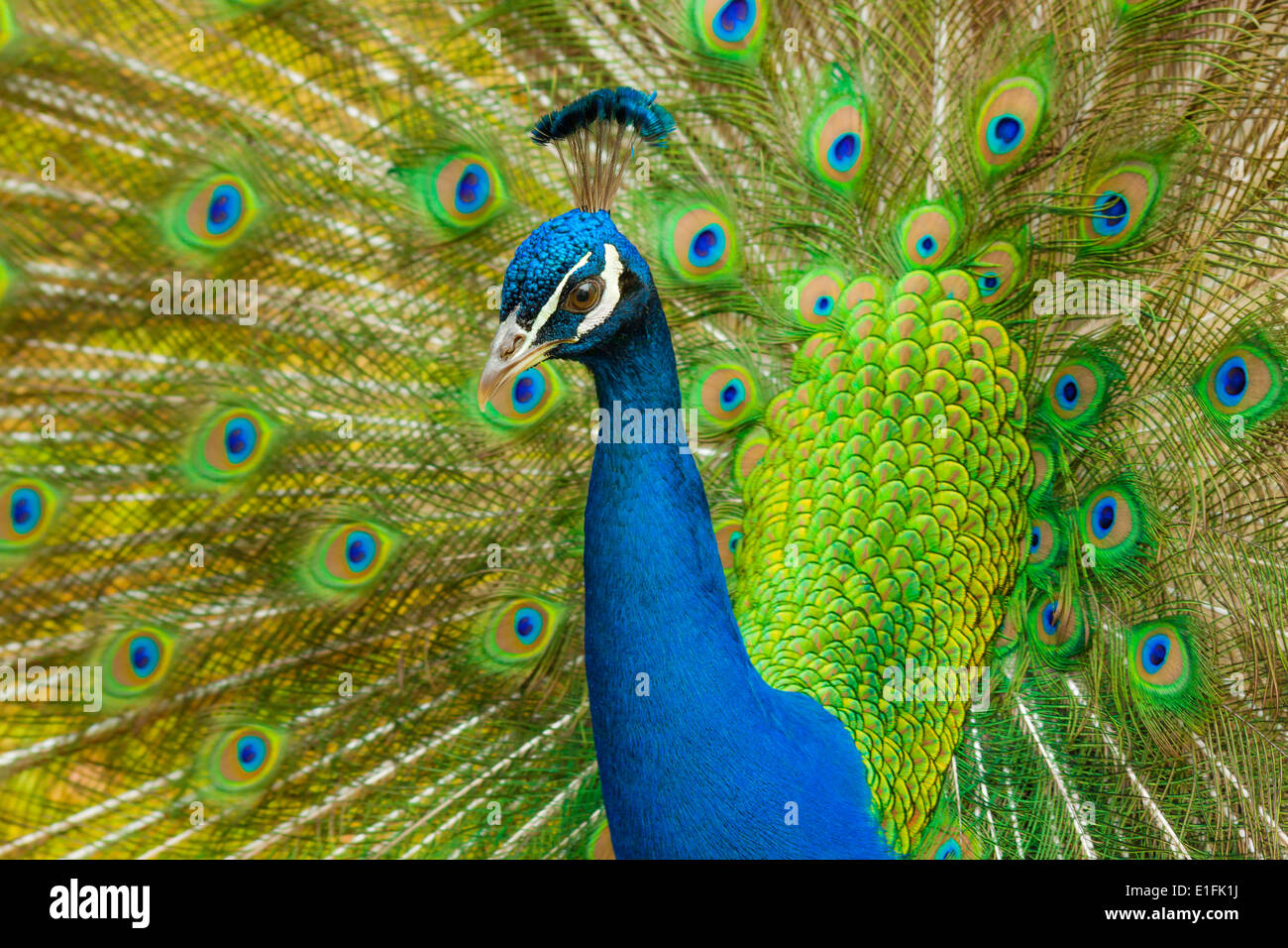 Peacock displaying his fine feathers Stock Photo Alamy