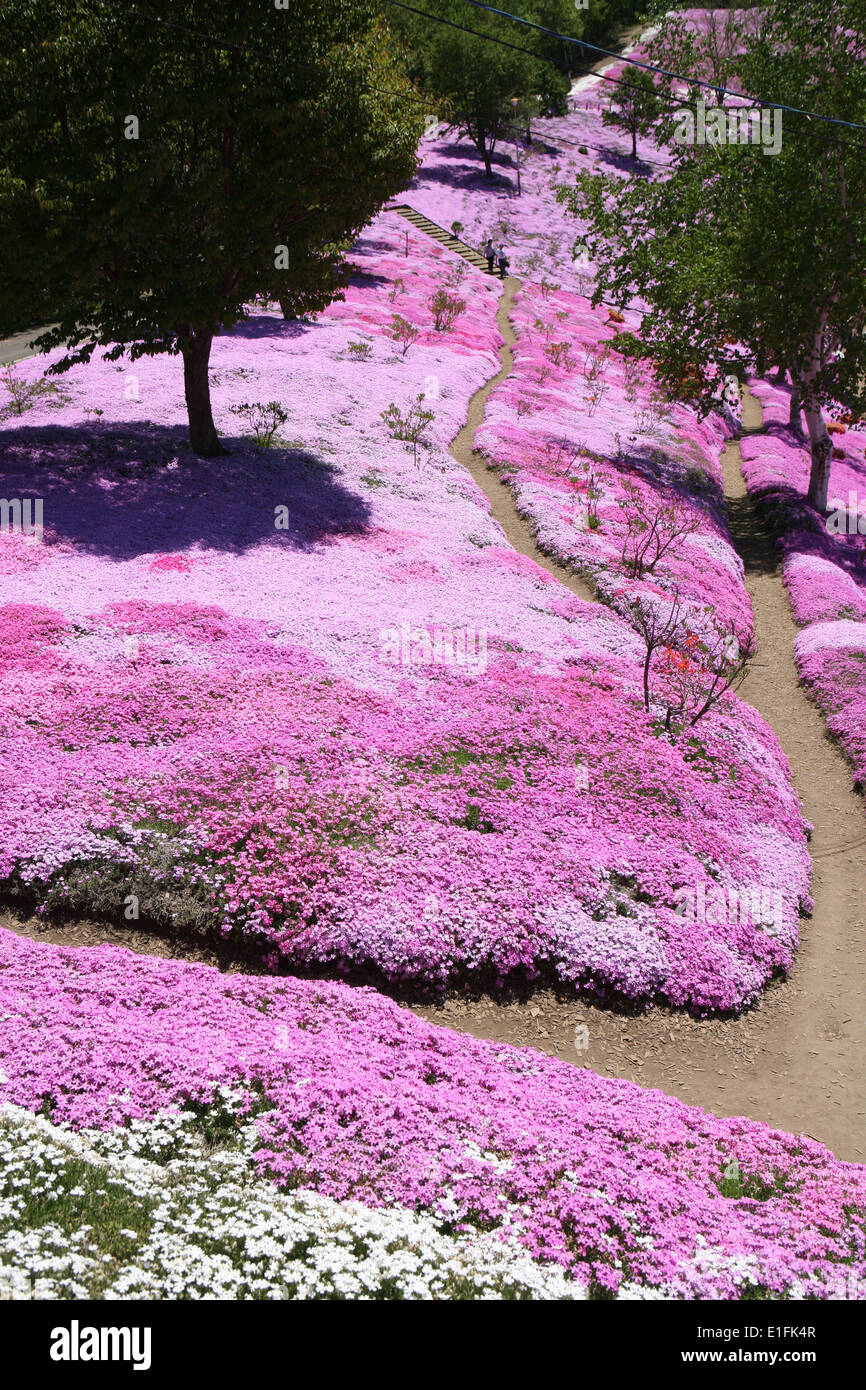 Higashimokoto Moss Pink Park ひがしもこと芝桜公園 Stock Photo