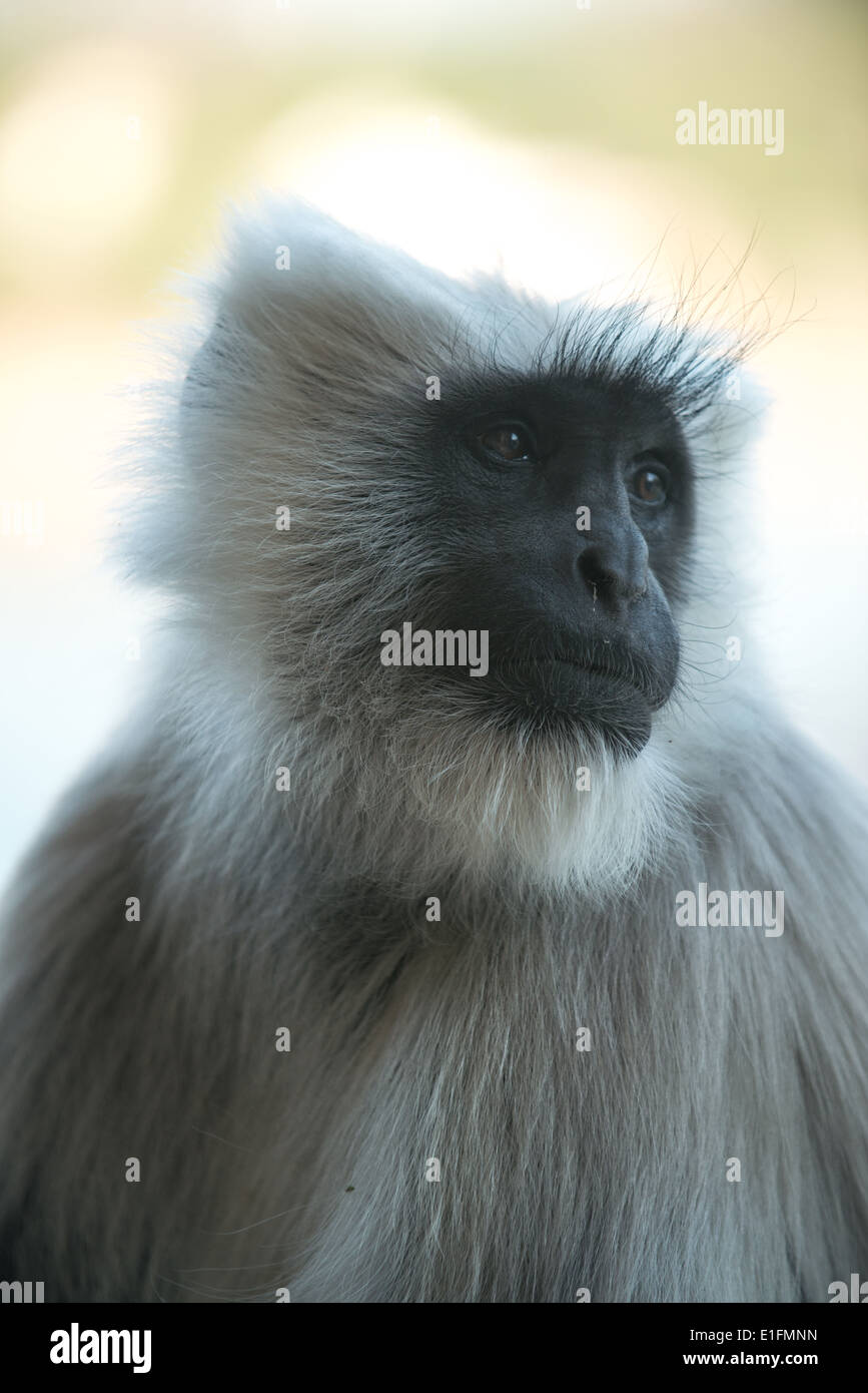 This Langur monkey was photographed in the north Indian town called Rishikesh. Stock Photo