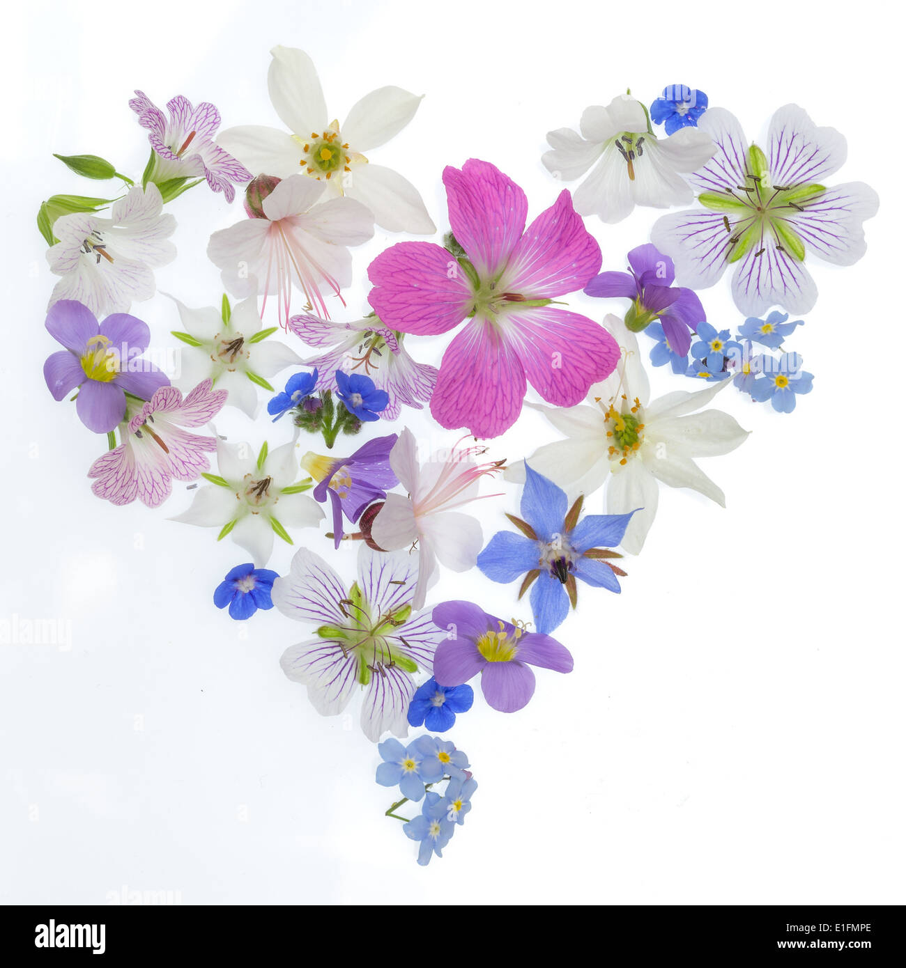 Flowers from an English garden in springtime in the shape of a heart, photographed high key on a light box. Stock Photo
