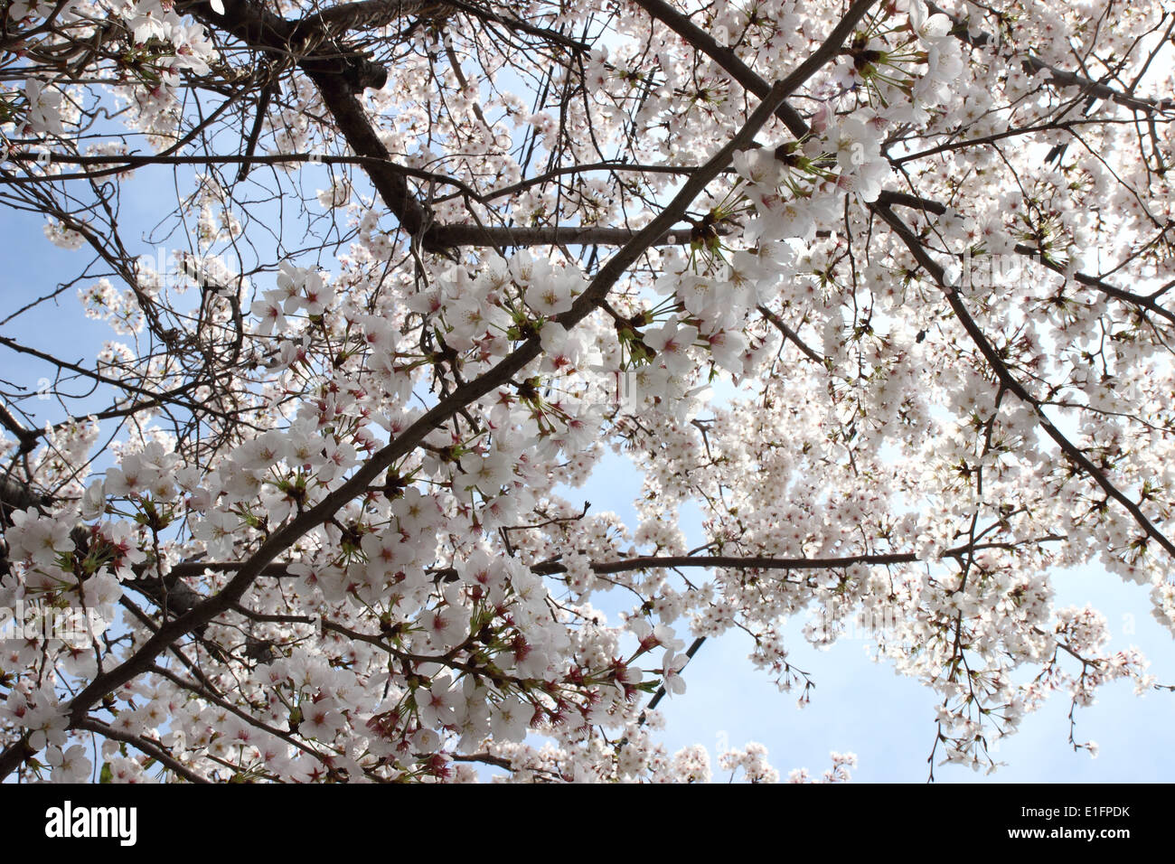 Beautiful Japanese cherry blossom, Japanese Sakura Stock Photo