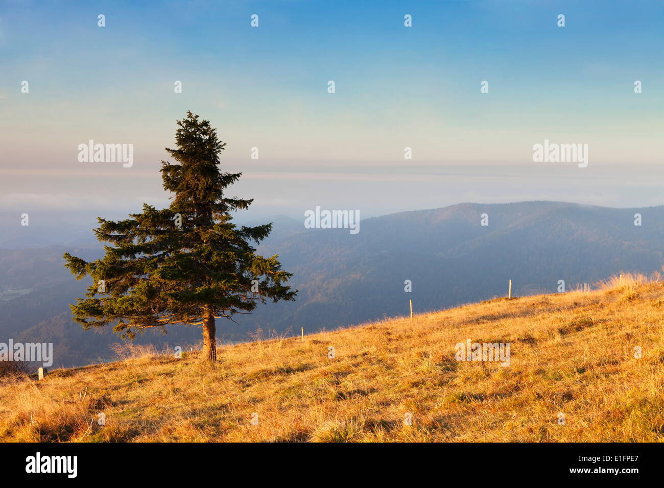Single tree, Belchen Mountain, Black Forest, Baden Wurttemberg, Germany, Europe Stock Photo
