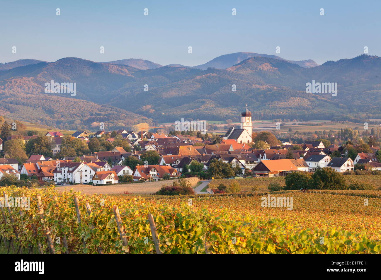 Vineyards in autumn, Ehrenkirchen, District Ehrenstetten, Markgrafler Land, Black Forest, Baden Wurttemberg, Germany, Europe Stock Photo