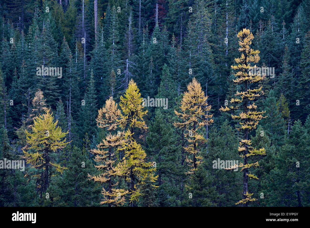 Western larch (Larix occidentalis) in the fall, Mount Hood National Forest, Oregon, United States of America, North America Stock Photo