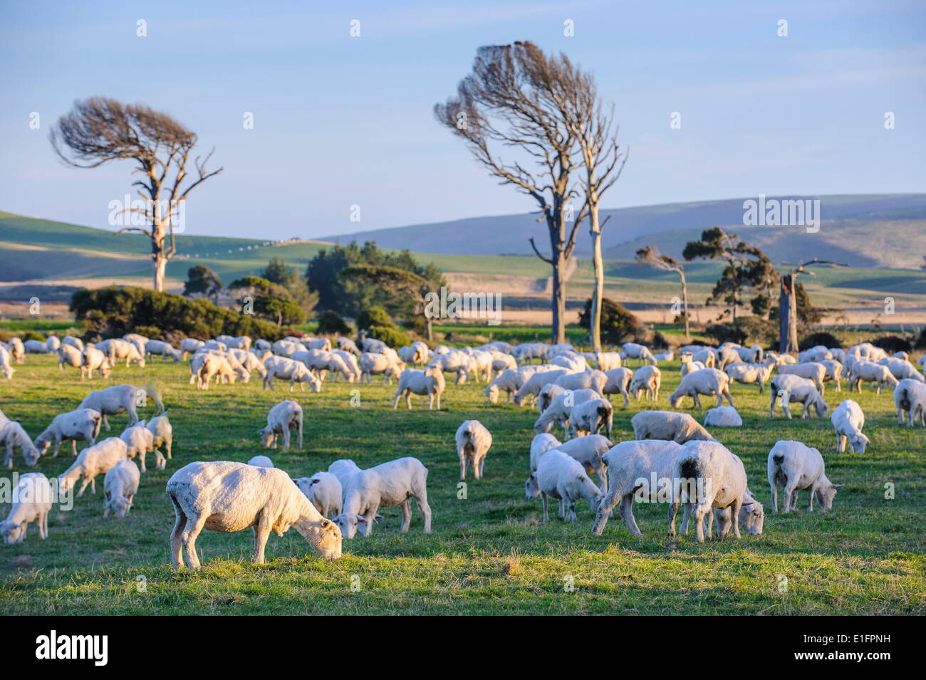 Sheep grazing in the green fields of the Catlins, South Island, New Zealand, Pacific Stock Photo