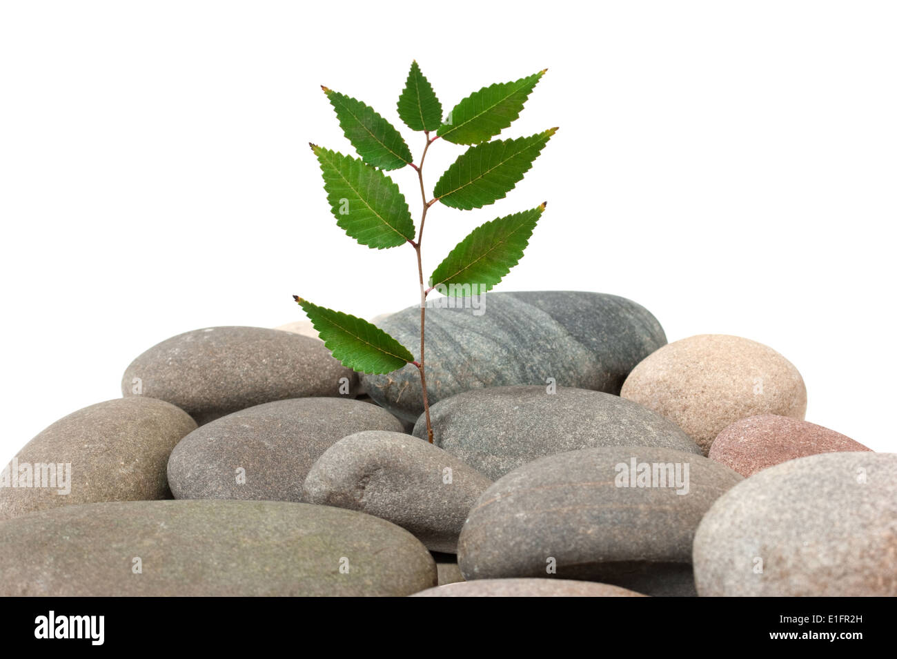 plant on a pile of stones isolated on white background Stock Photo - Alamy