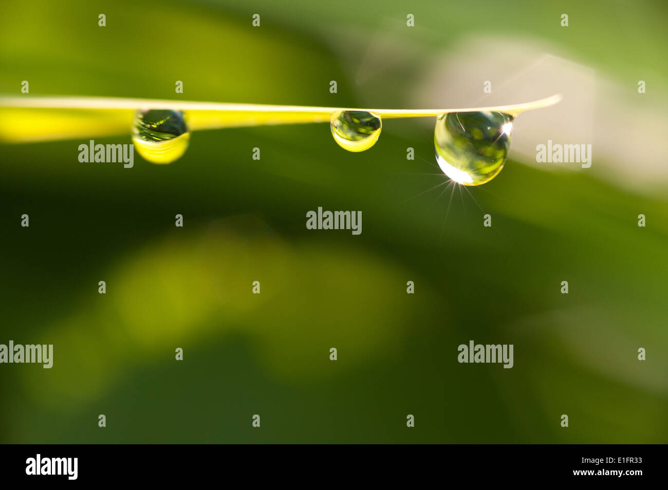 rain water droplet on underside of blade pointed tip of leaf as a result of heavy rainfall dawn sunshine Stock Photo