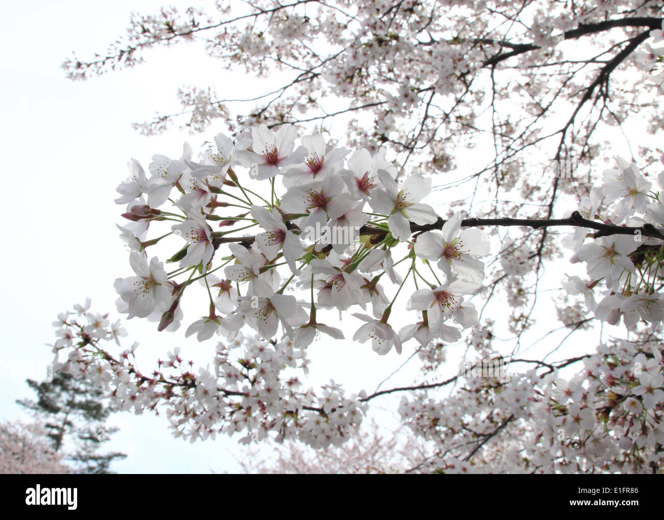 Beautiful Japanese cherry blossom, Japanese Sakura Stock Photo