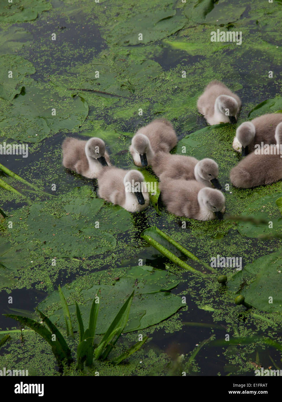 Family swans canal hires stock photography and images Alamy