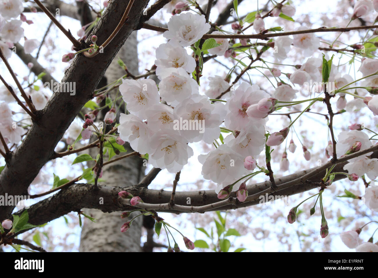 Beautiful Japanese cherry blossom, Japanese Sakura Stock Photo