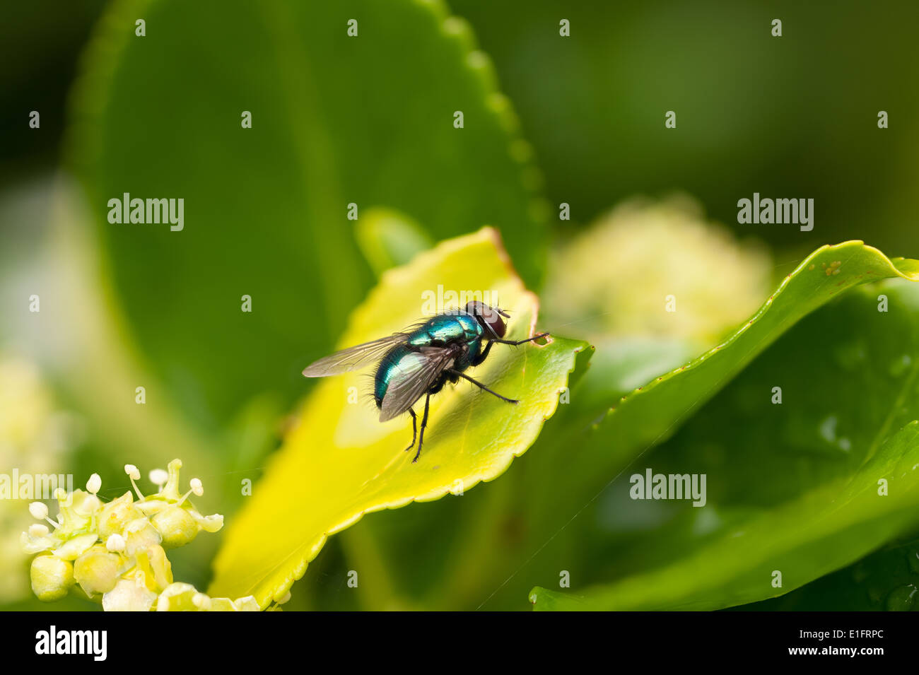 Neomyia viridescens like common green bottle fly with bright vivid shiny metallic green tegument skin surface resting on leaf Stock Photo