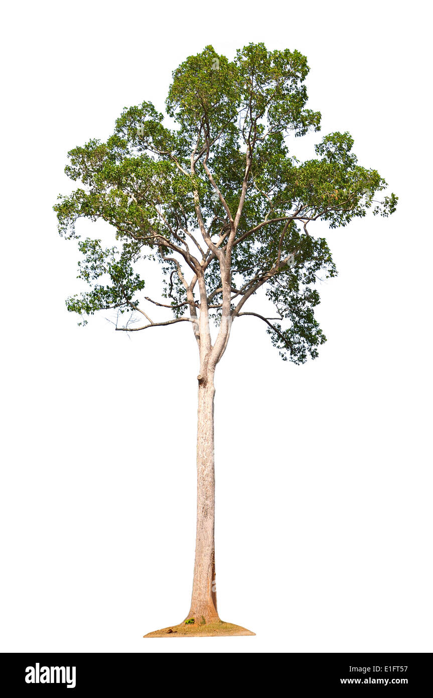 Tree on white background Stock Photo