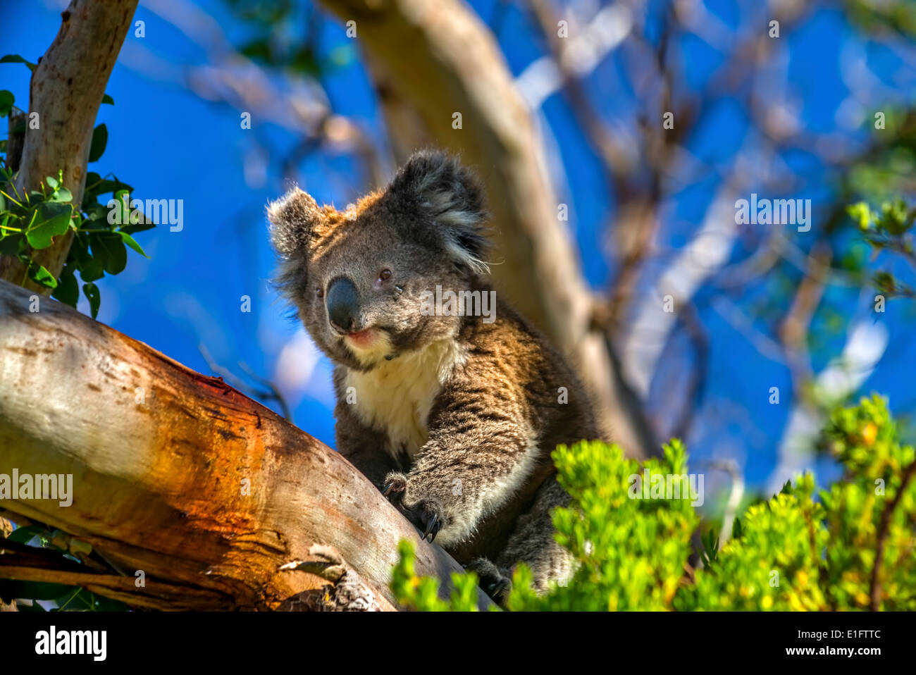 Wild Koala Bears, Along The Great Ocean Road Australia, Victoria