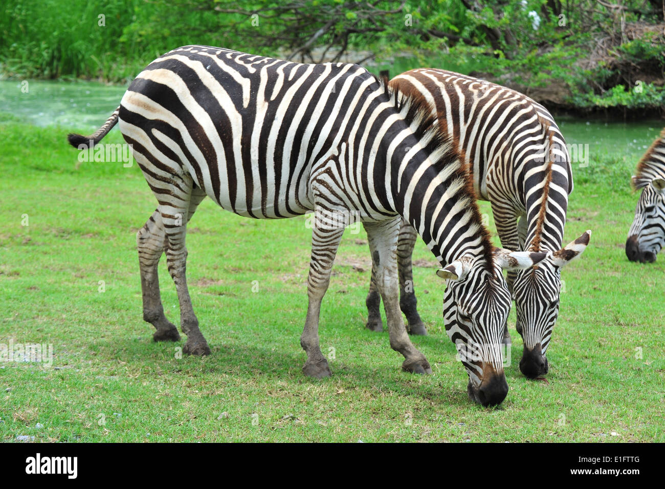 zebra eating grass Stock Photo