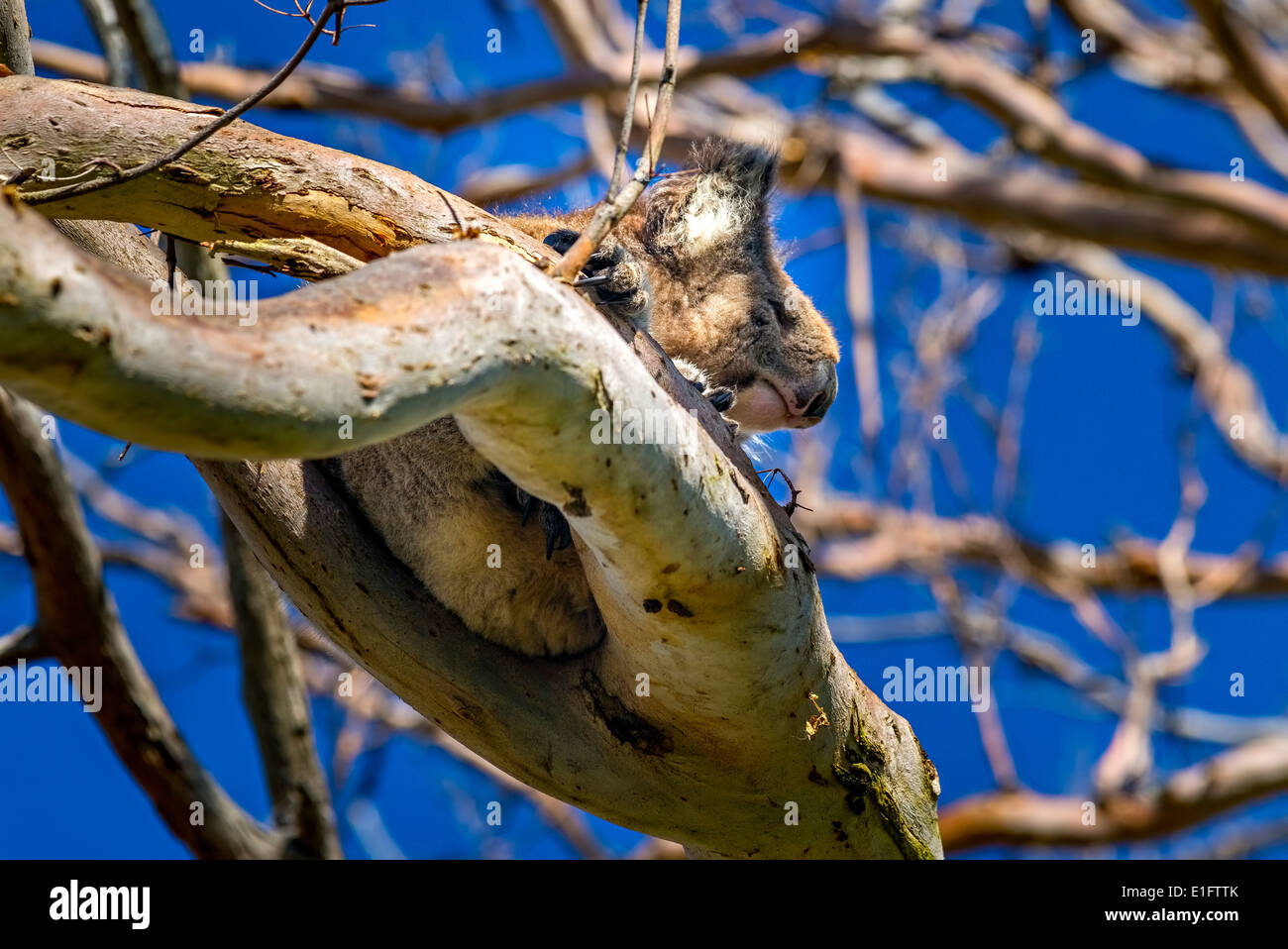 Wild Koala Bears Along The Great Ocean Road Australia, Victoria
