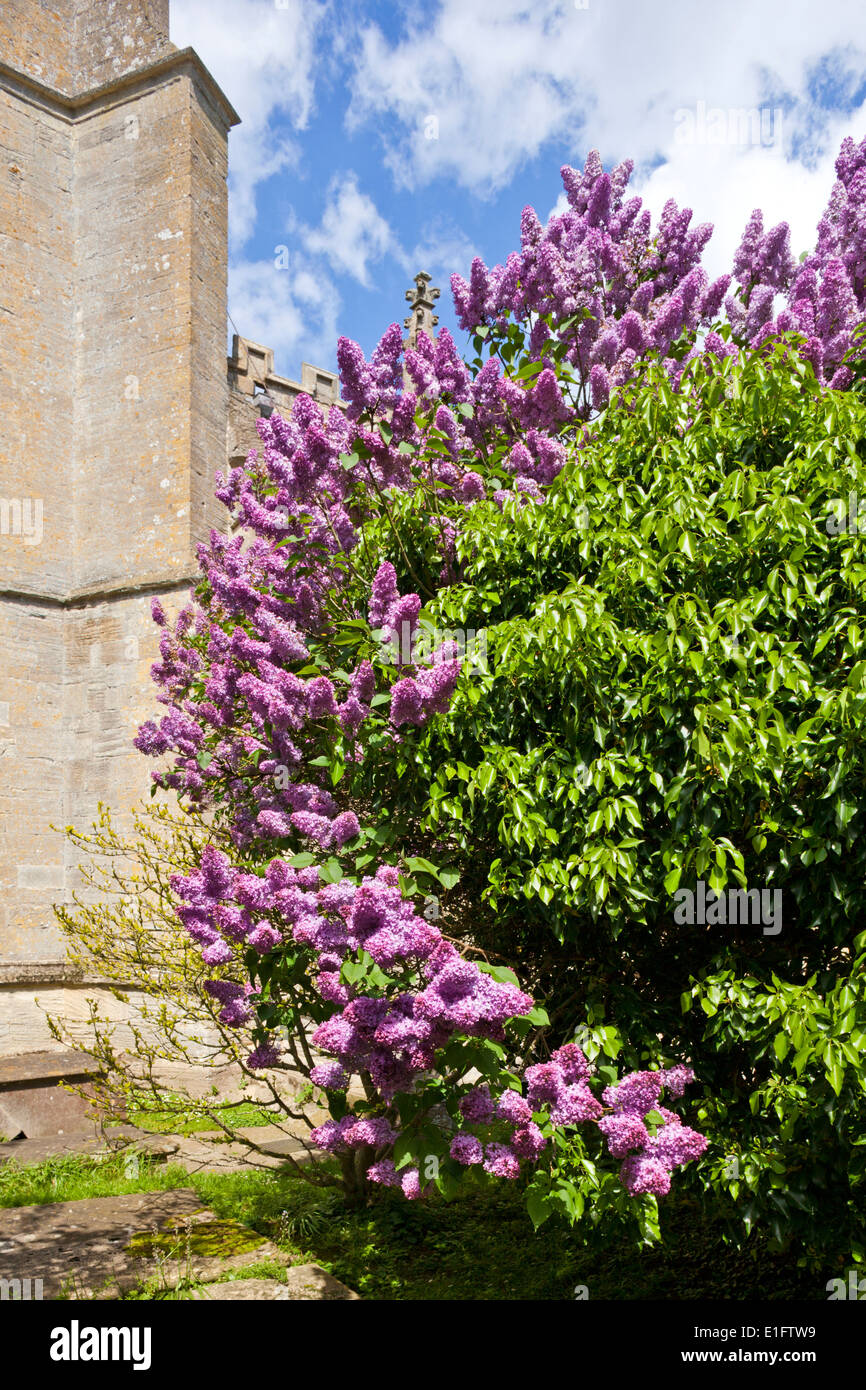 Lilac blossoming in spring beside St Lawrence church in Lechlade (or Lechlade on Thames), Gloucestershire UK Stock Photo