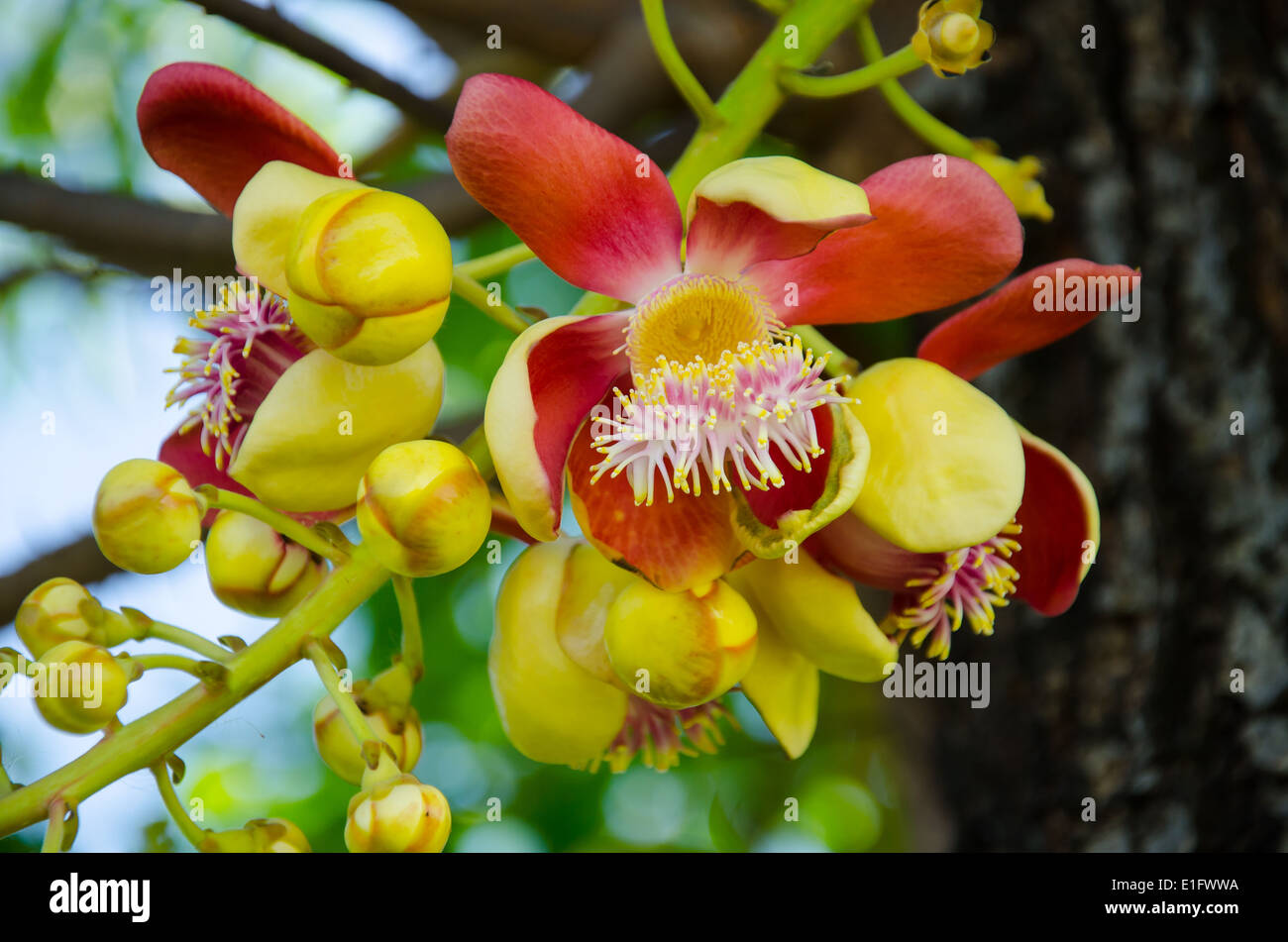 cannonball tree flower in the garden Stock Photo