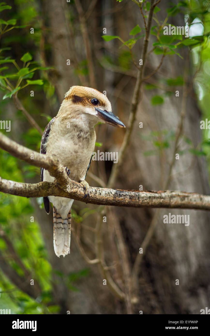 Kookaburra Bird Stock Photo