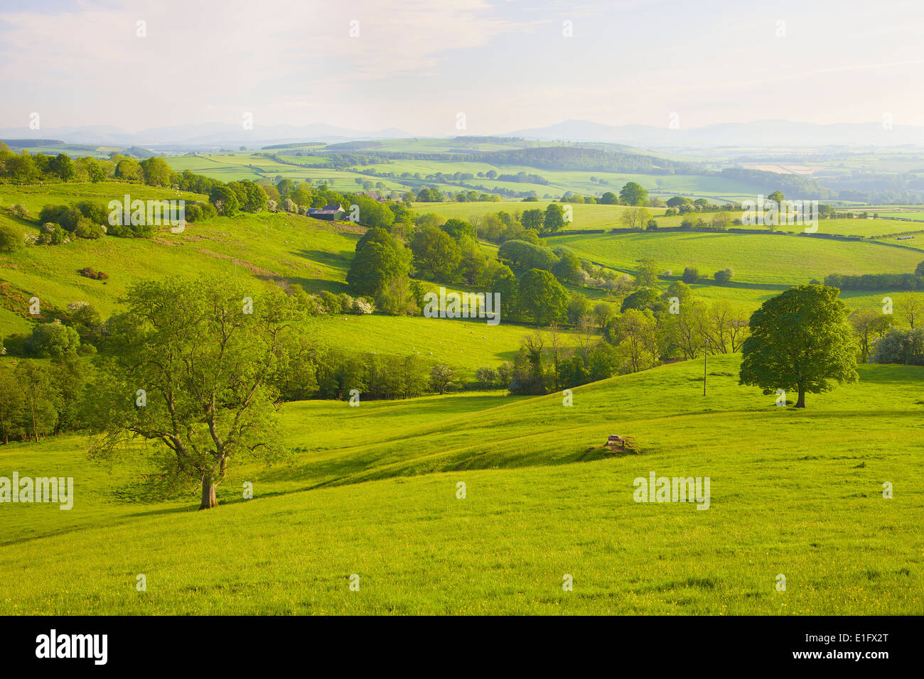 Tree in rural evening scene, Eden Valley in Cumbria, near Ainstable ...