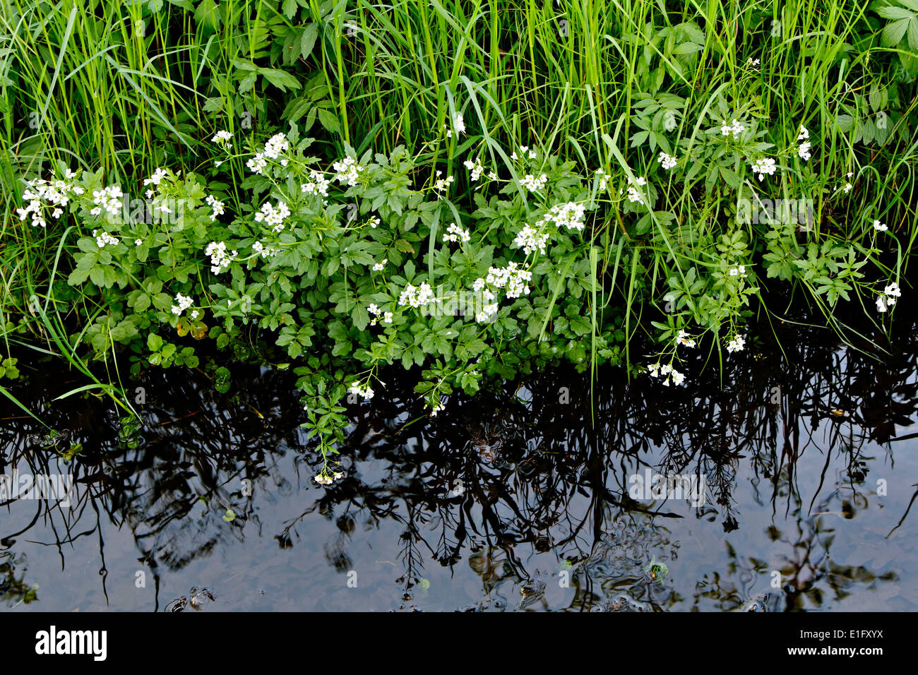 Flowering Watercress flowers alongside of creek, ( Nasturtium officinale), Upper Bavaria, Germany, Europe. May 2014 Stock Photo