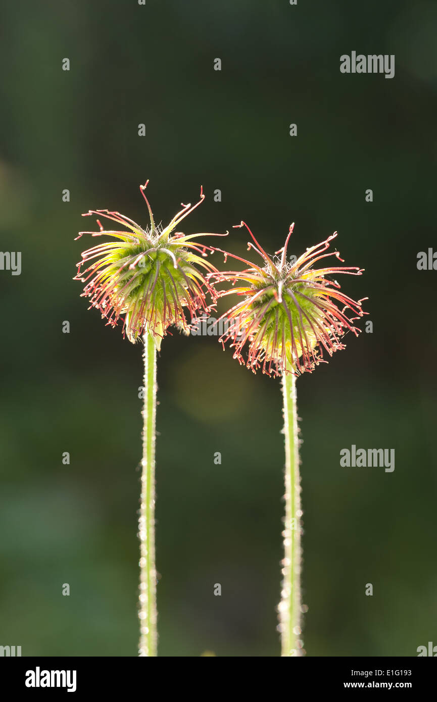 Seed pod hooks hires stock photography and images Alamy