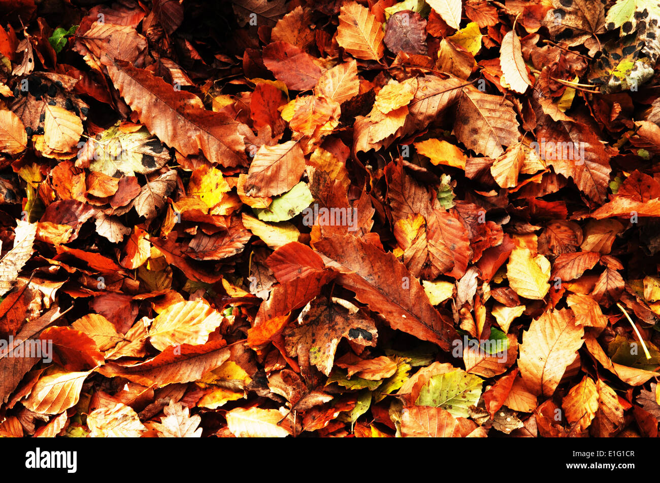 Golden carpet autumn leaves hi-res stock photography and images - Alamy