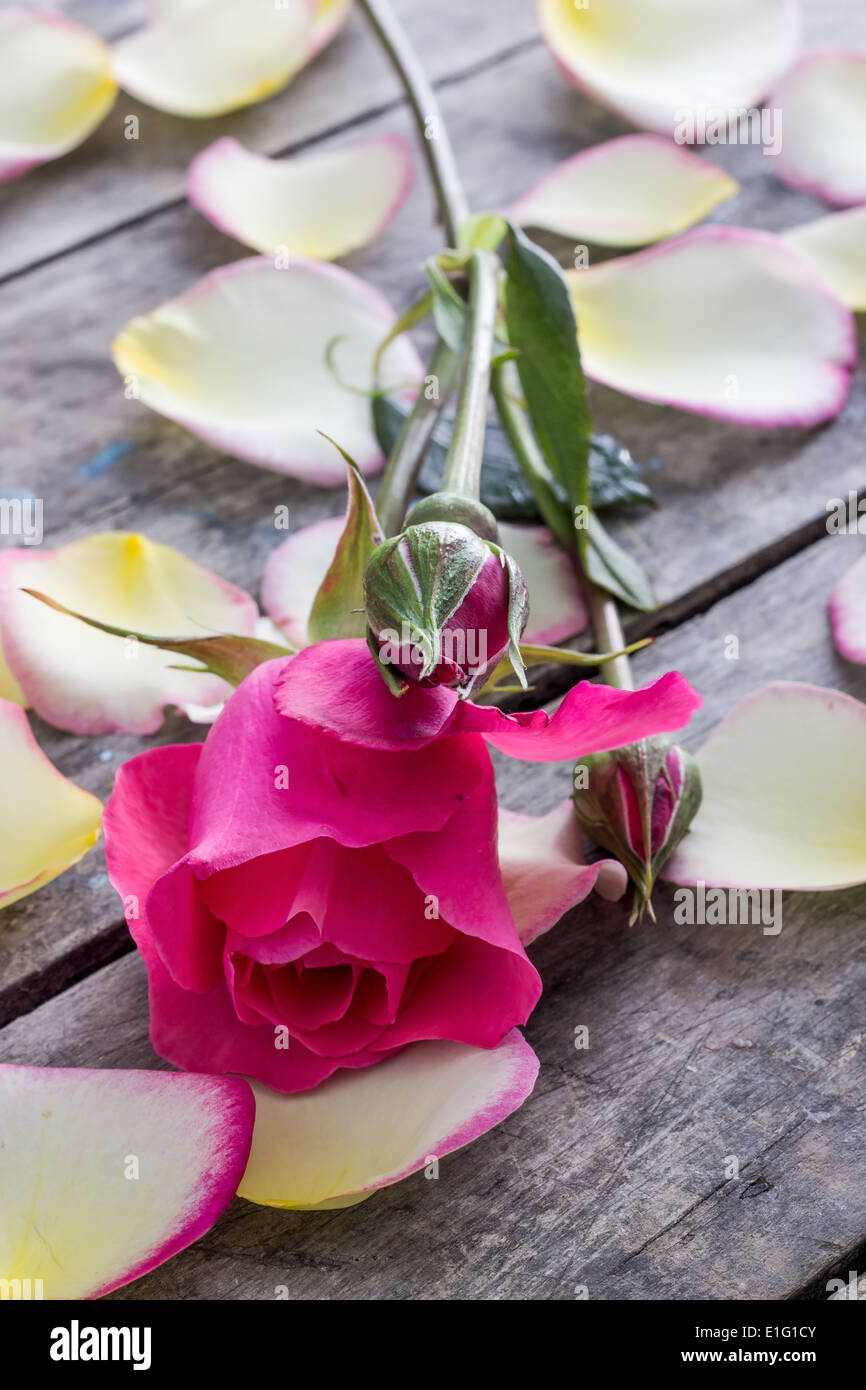 Rose and Rose petals lying down on a wooden table, close up Stock Photo