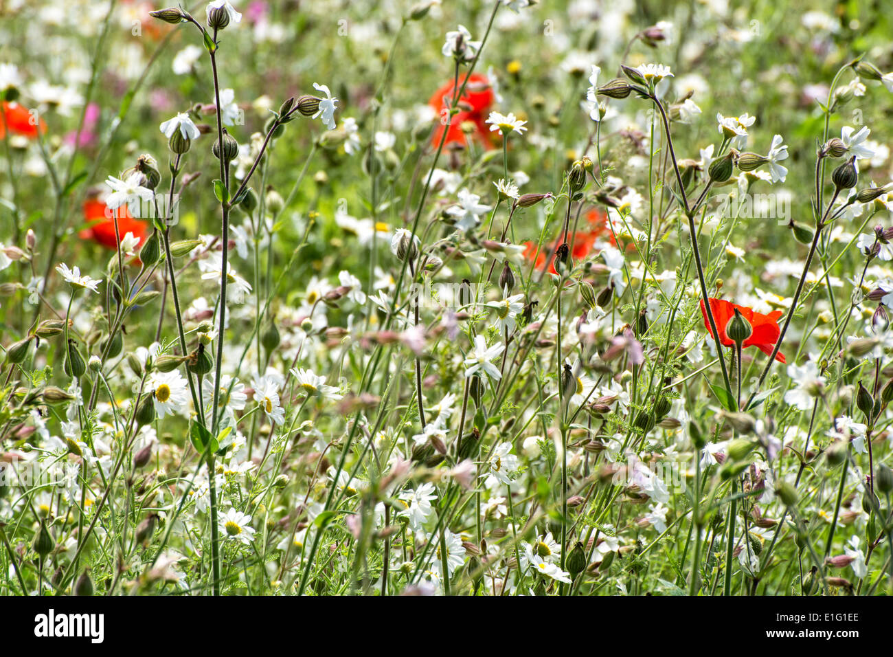 Meadow of wild flowers Stock Photo - Alamy