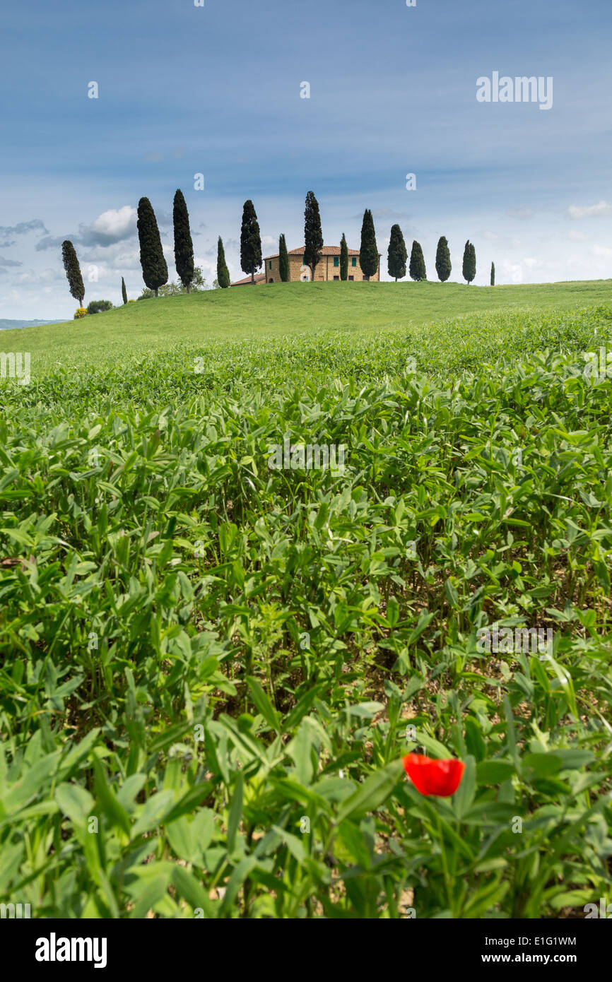 Landscape, Val d'Orcia, Tuscany, Italy Stock Photo