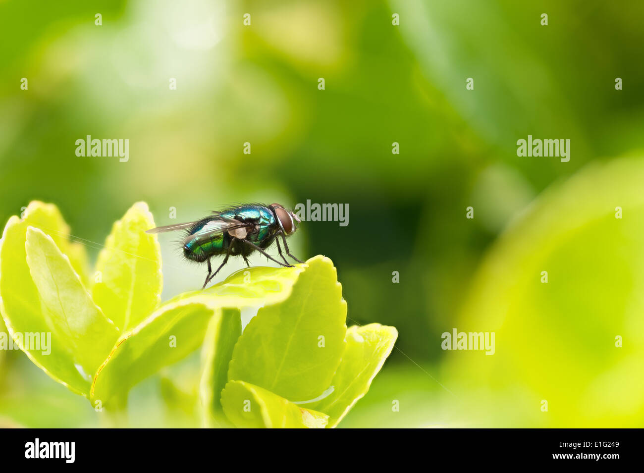 Neomyia viridescens like common green bottle fly with bright vivid shiny metallic green tegument skin surface resting on leaf Stock Photo