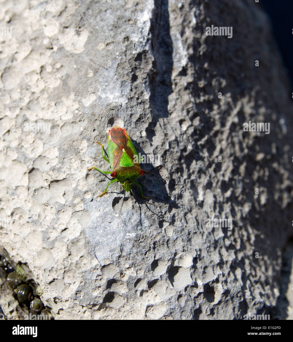 Shield Beetle on rocks Stock Photo - Alamy