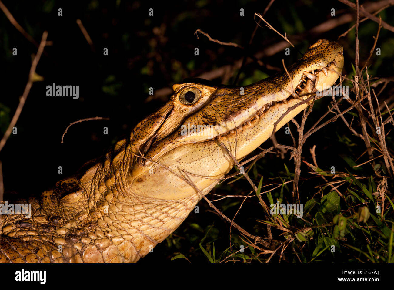 Spectacled Cayman at nighttime, at Refugio de vida Silvestre Cienaga las Macanas, Herrera province, Republic of Panama. Stock Photo