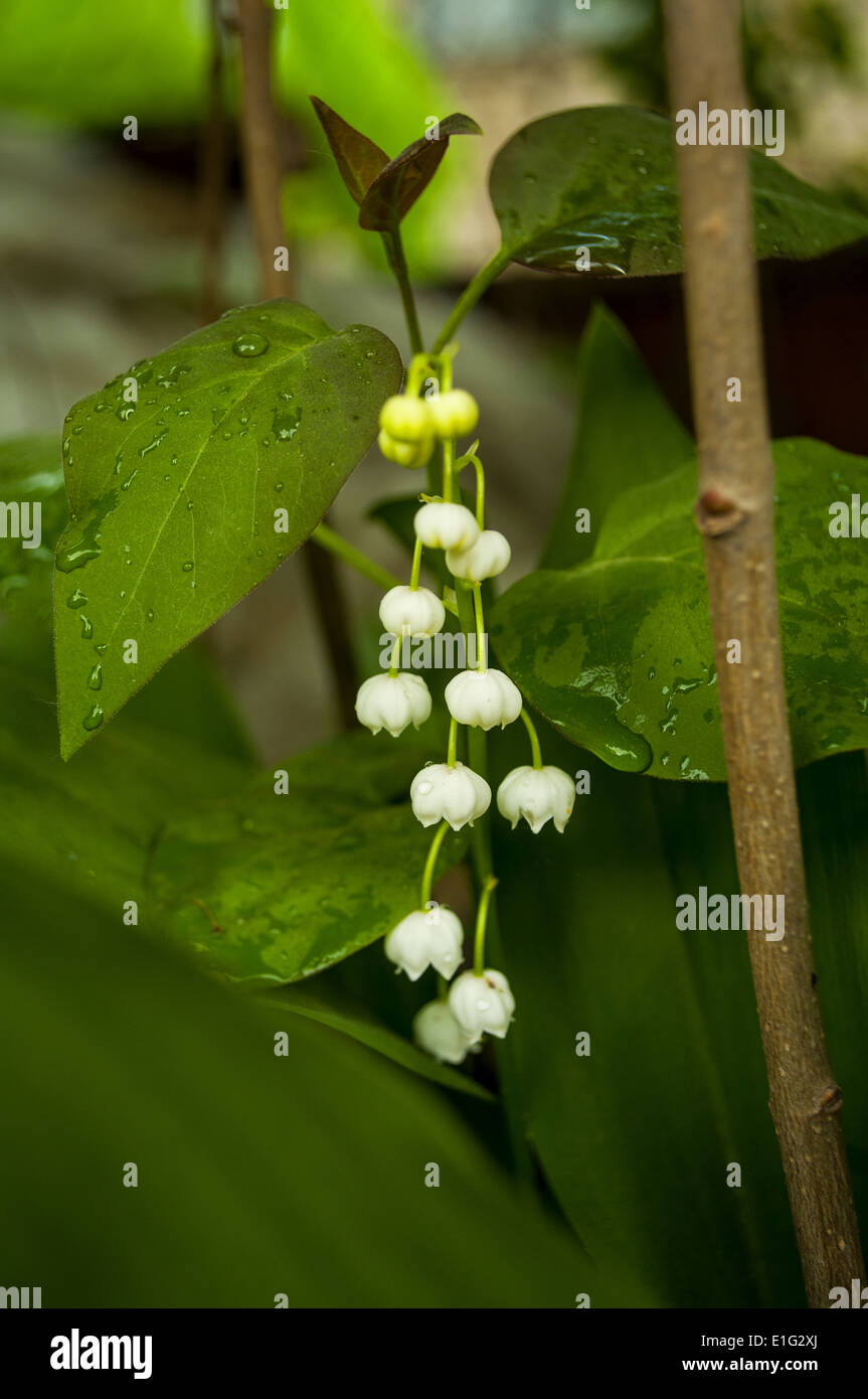 Lily of the valley vector hi-res stock photography and images - Alamy